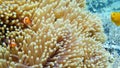 Sea anemone and clown fish.