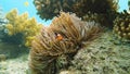 Sea anemone and clown fish.