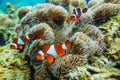 Sea anemone and clown fish Royalty Free Stock Photo