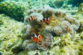 Sea anemone and clown fish Royalty Free Stock Photo