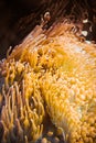 Sea anemone and clownfish underwater view