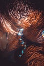 Sea anemone and clownfish underwater view