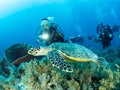 Dive photo in Tubbataha Palawan Philippines