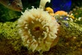 Sea anemone with fish Royalty Free Stock Photo