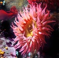 Sea anemone Royalty Free Stock Photo