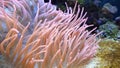 Sea Anemone floating in water - Condylactis gigantea