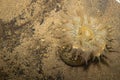 Sea anemone found in the sand of the Brazilian beach of Camburi in Vitoria, Espirito Santo state