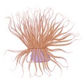 Sea anemone icon, colorful wildlife aquatic life