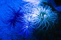 Sea Anemone