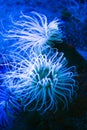 Sea Anemone