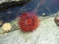 Sea anemone and limpets in shallow rock pool