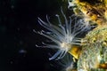 Sea anemone with long transparent tentacles, Actinia sp., possibly Diadumene lineata, catch food in Black Sea saltwater aqua