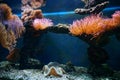 Sea anemone orange underwater