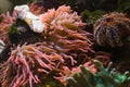 Sea anemone, predatory animal Royalty Free Stock Photo