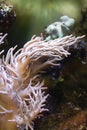 Sea anemone, predatory animal Royalty Free Stock Photo