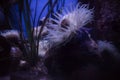 Sea anemone, a predatory animal