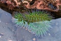 Sea Anemone in shallow reflective tide pool water Royalty Free Stock Photo
