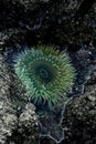 Sea Anemone Sitting in a Tide Pool Royalty Free Stock Photo
