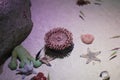 Sea Anemone with starfish and coral