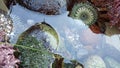 Sea anemone tentacles in tide pool water, anemones in tidepool. Actiniaria polyp