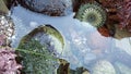 Sea anemone tentacles in tide pool water, anemones in tidepool. Actiniaria polyp