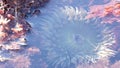 Sea anemone tentacles in tide pool water, anemones in tidepool. Actiniaria polyp Royalty Free Stock Photo