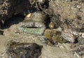 Sea Anemone in a tide pool