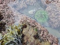 Sea anemone trapped in low tide pool Royalty Free Stock Photo