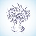 Sea anemone. Vector sketch Royalty Free Stock Photo