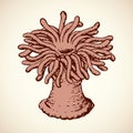 Sea anemone. Vector sketch Royalty Free Stock Photo