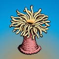 Sea anemone. Vector sketch Royalty Free Stock Photo