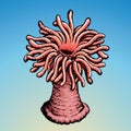 Sea anemone. Vector sketch Royalty Free Stock Photo