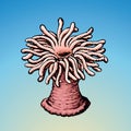 Sea anemone. Vector sketch