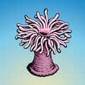 Sea anemone. Vector sketch Royalty Free Stock Photo