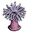 Sea anemone. Vector sketch Royalty Free Stock Photo