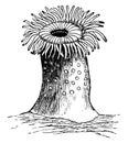 Sea anemone, vintage illustration