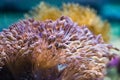 Sea anemones