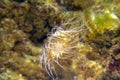 Sea anemones Royalty Free Stock Photo