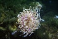 Sea anemones