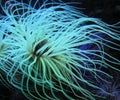 Sea Anemones Royalty Free Stock Photo