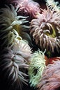 Sea Anemones Royalty Free Stock Photo