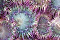 Sea anemones Royalty Free Stock Photo