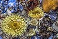 Sea anemones animals of the order Actiniaria Royalty Free Stock Photo