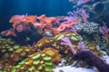 Sea Anemones beautiful underwater in ocean with sea coral garden Royalty Free Stock Photo
