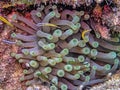 Sea anemones in closeup Atlantic