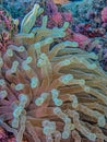 Sea anemones in closeup Atlantic