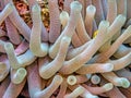 Sea anemones in closeup Atlantic