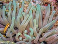 Sea anemones in closeup Atlantic