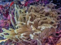 Sea anemones in closeup Atlantic