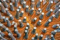 Sea anemones in closeup